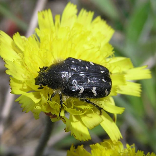 Flower Beetle (Tropinota hirta)