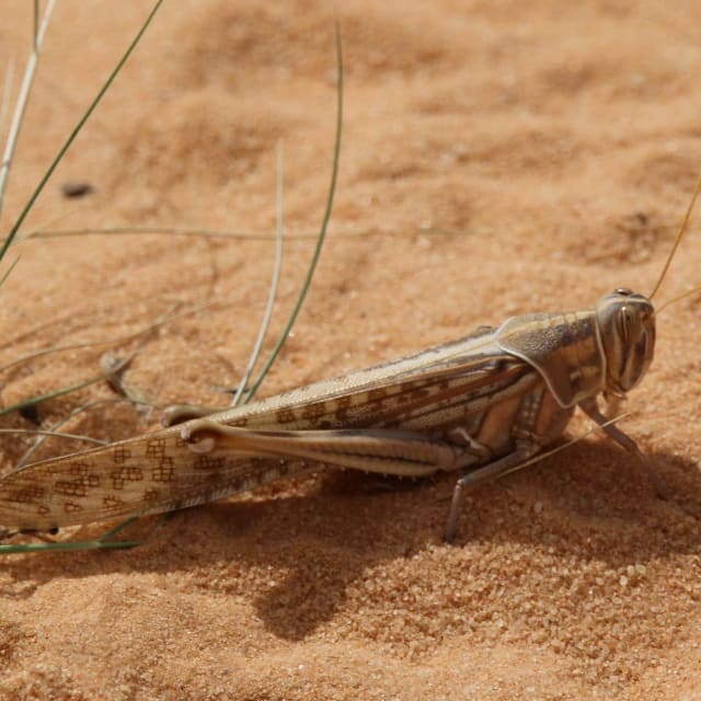 Do Desert Locust Bite?