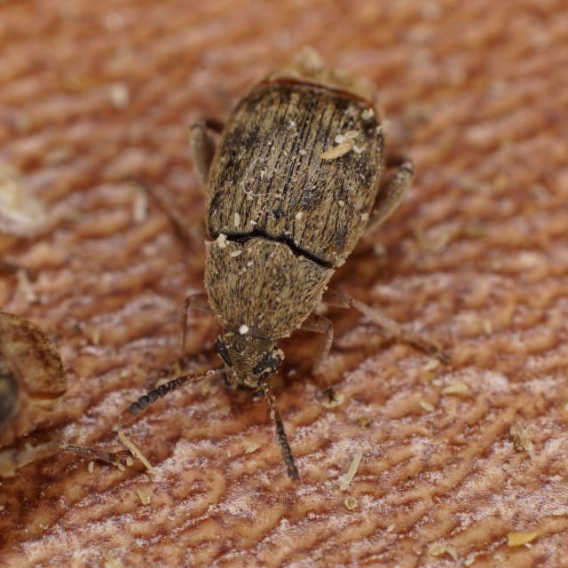 Bean Weevil (Acanthoscelides obtectus)