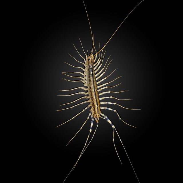 Do House Centipede Bite?