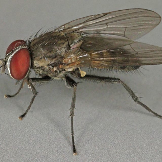 Little House Fly (Fannia canicularis)