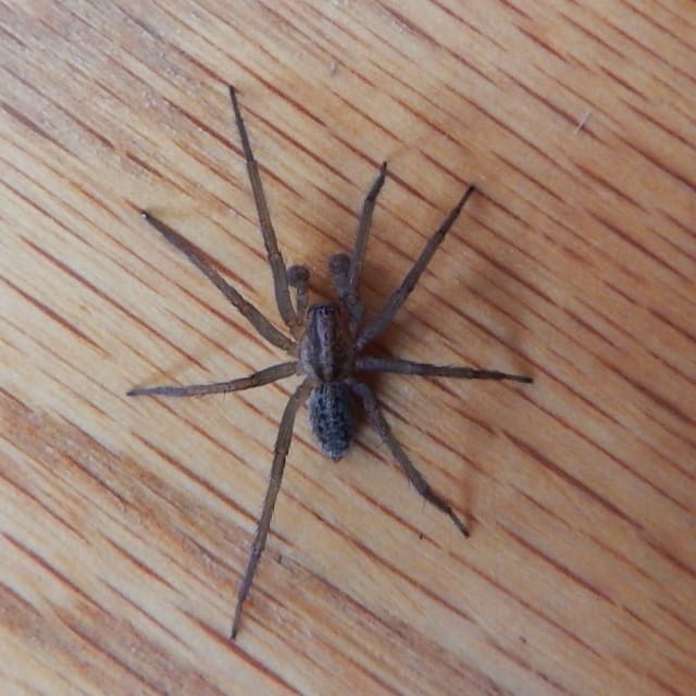 Hobo Spider (Tegenaria agrestis)