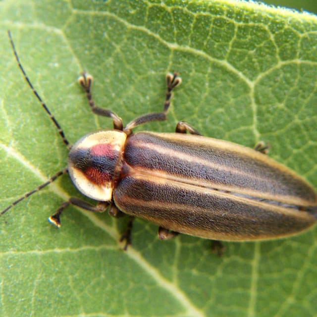 Firefly (Lampyridae)