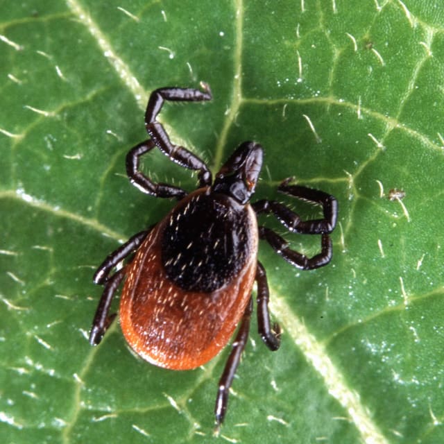 Deer Tick (Ixodes scapularis)