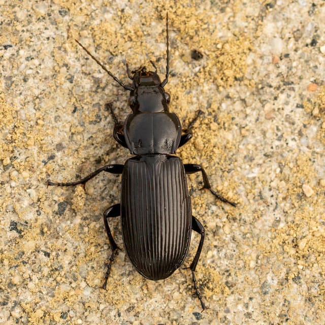 Common Black Ground Beetle (Pterostichus melanarius)