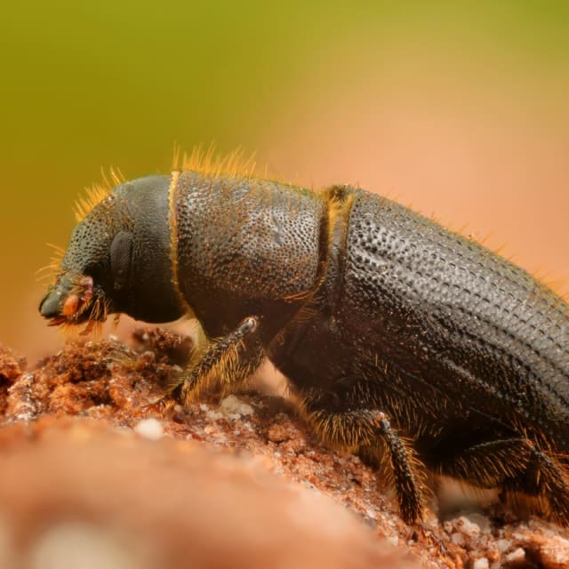 Bark Beetle (Scolytus multistriatus)