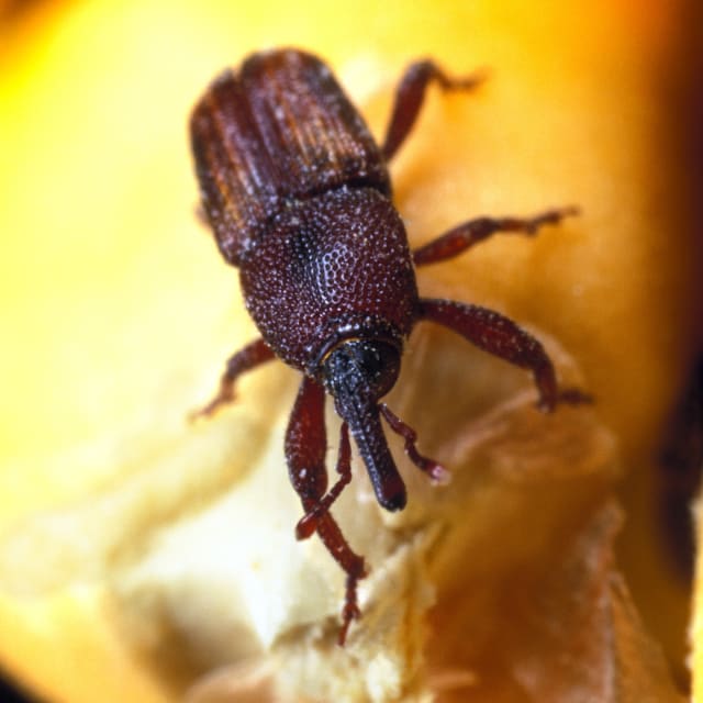 Corn Weevil (Sitophilus zeamais)