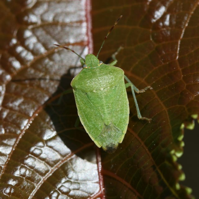 Do Stinkbug Bite?