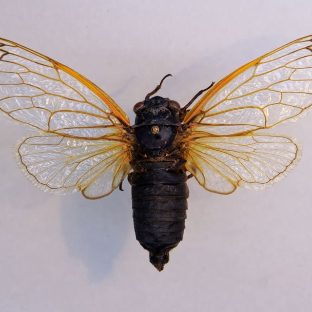 Cicada (Magicicada septendecim)