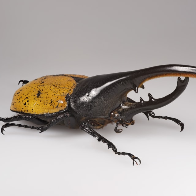 Hercules Beetle (Dynastes hercules)