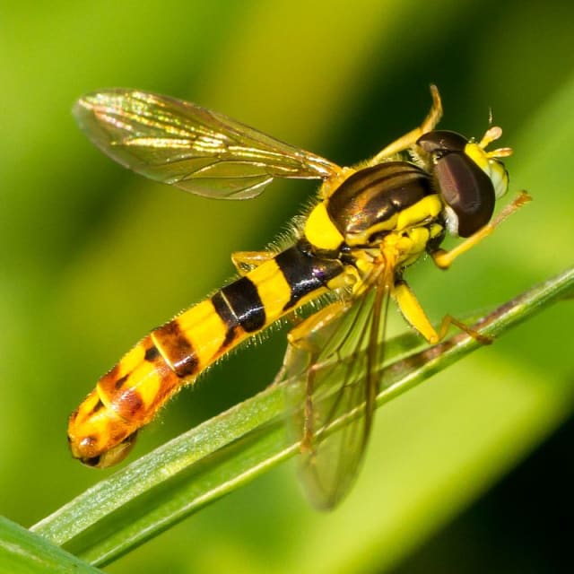 Hoverfly (Syrphidae)