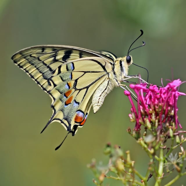 Do Swallowtail Butterfly Bite?