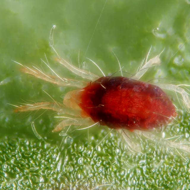 Red Spider Mite (Tetranychus urticae)