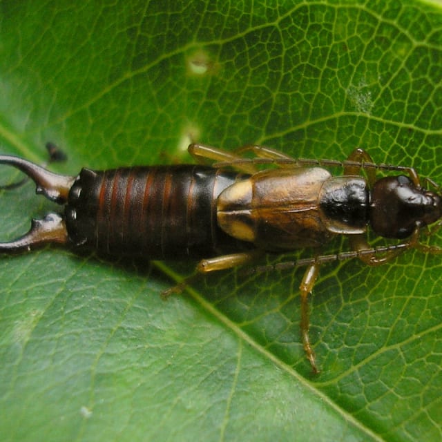 Earwig (Forficulidae)