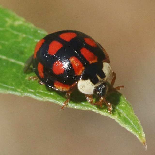 Asian Lady Beetle (Harmonia axyridis)