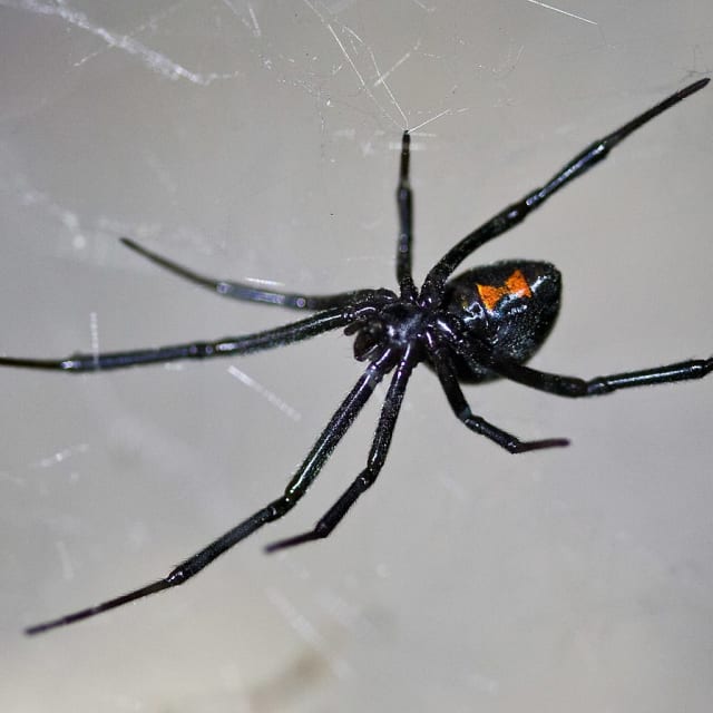 Do Black Widow Spider Bite?