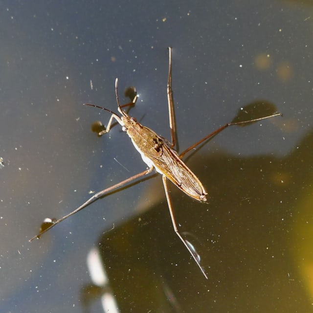 Do Pond Skater Bite?