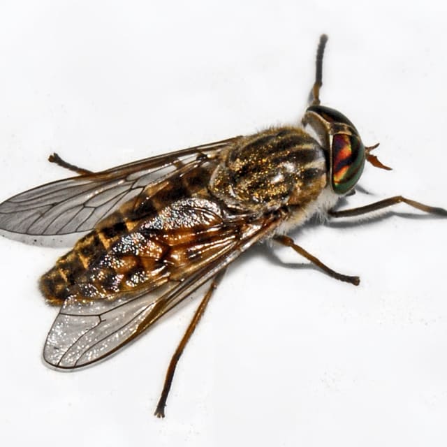 Horse Fly (Tabanidae)