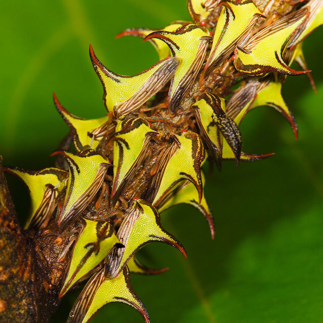 Thorn Bug (Umbonia crassicornis)