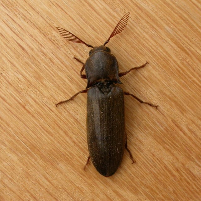 Click Beetle (Elateridae)