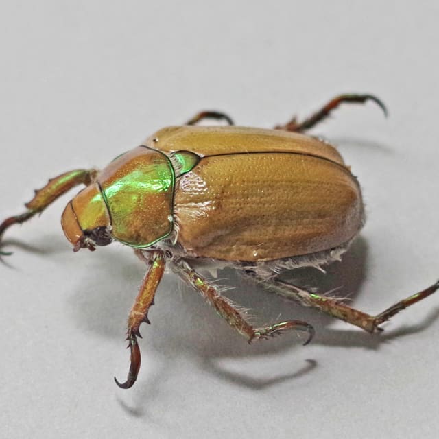 Goldsmith Beetle (Cotalpa lanigera)