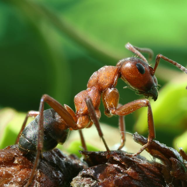 Wood Ant (Formica rufa)