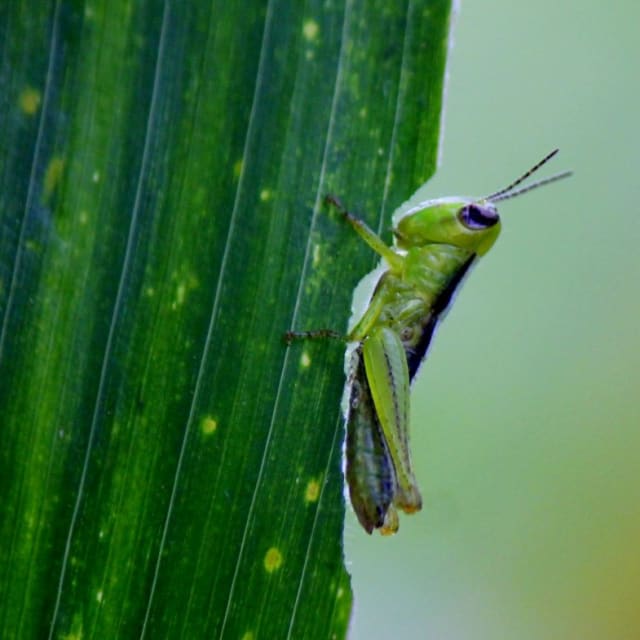 Grasshopper (Caelifera)