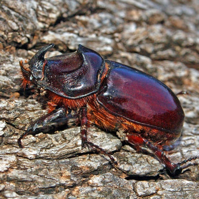 Rhinoceros Beetle (Dynastinae)