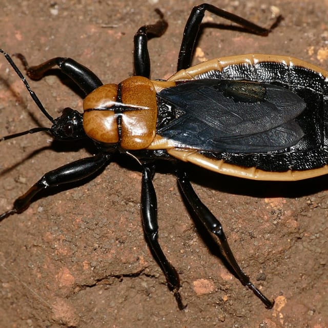Millipede Assassin Bugs (Ectrichodia crux)