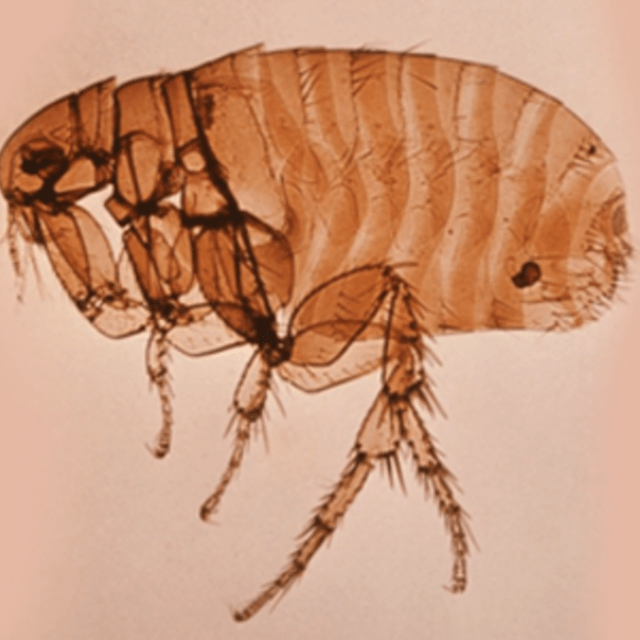 Brown Rat Flea (Xenopsylla cheopis)