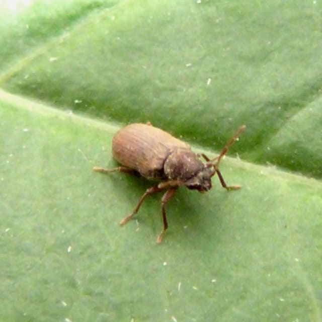 Common Froghopper (Anobium punctatum)