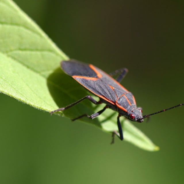 Boxelder Bug (Boisea trivittata)