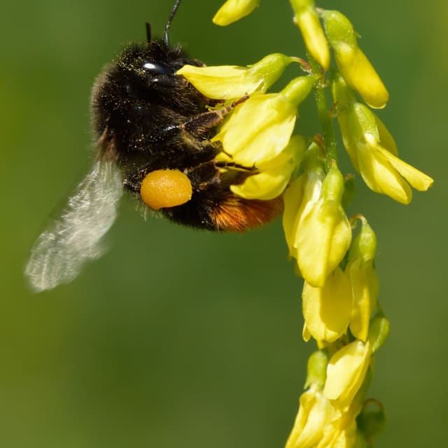 Bumble Bee (Bombus)
