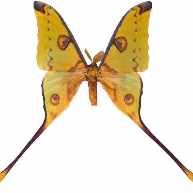 Madagascan Moon Moth (Argema mittrei)