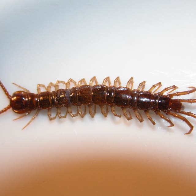Centipede (Chilopoda)