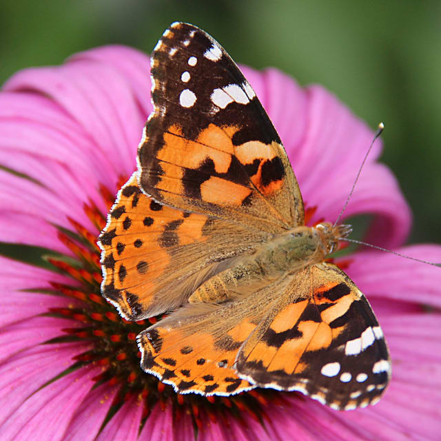 Do Thistle Butterfly Bite?