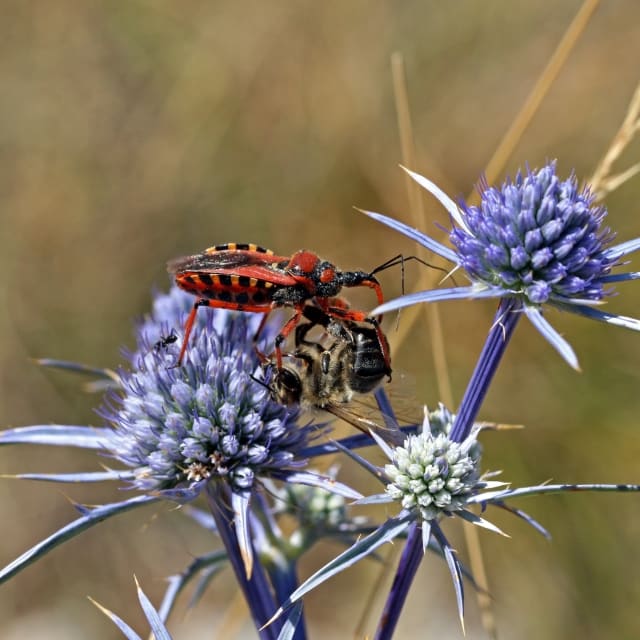 Assassin Bug (Reduviidae)