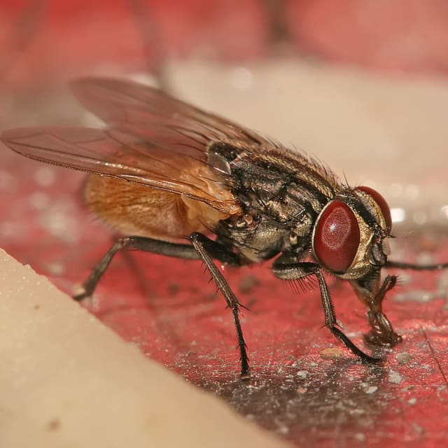 Housefly (Musca Domestica)
