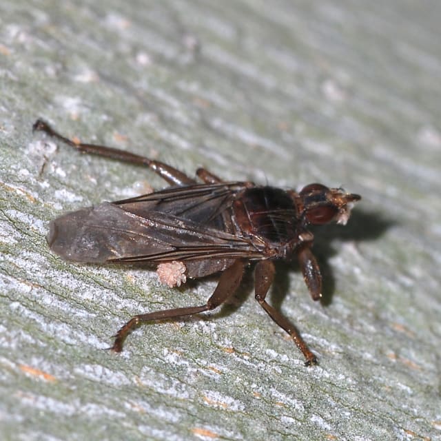 Louse Fly (Hippoboscoidea)