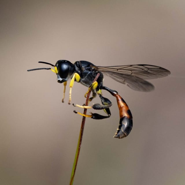 Digger Wasp (Sphex nthidae)