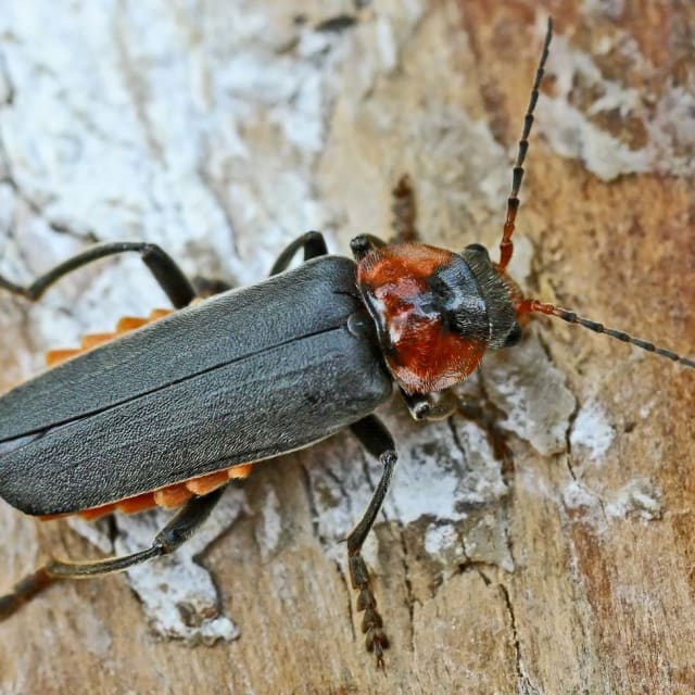 Common Soldier Beetle (Cantharis fusca)