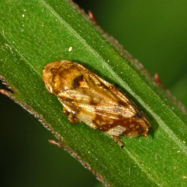 Meadow Spittlebug (Philaenus spumarius)