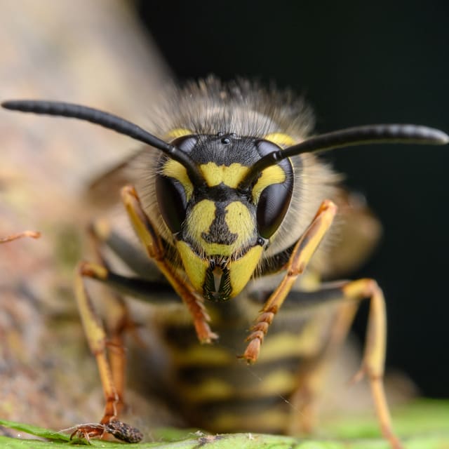 Do Common Wasp Bite?