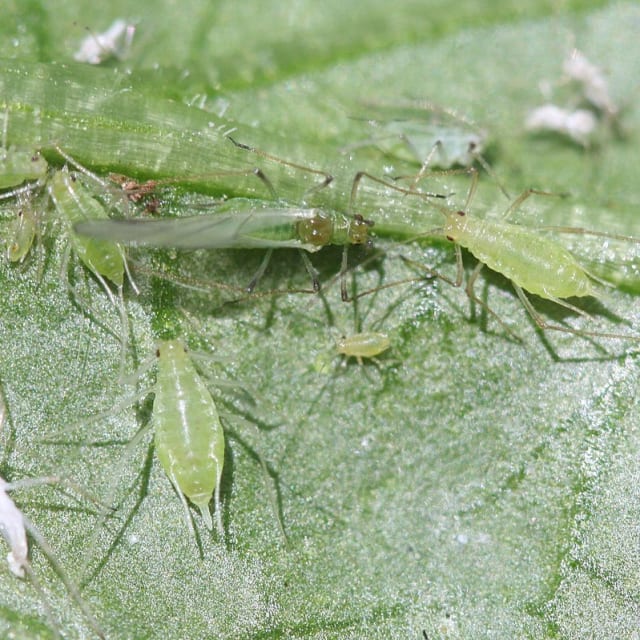 Potato Aphid (Macrosiphum euphorbiae)