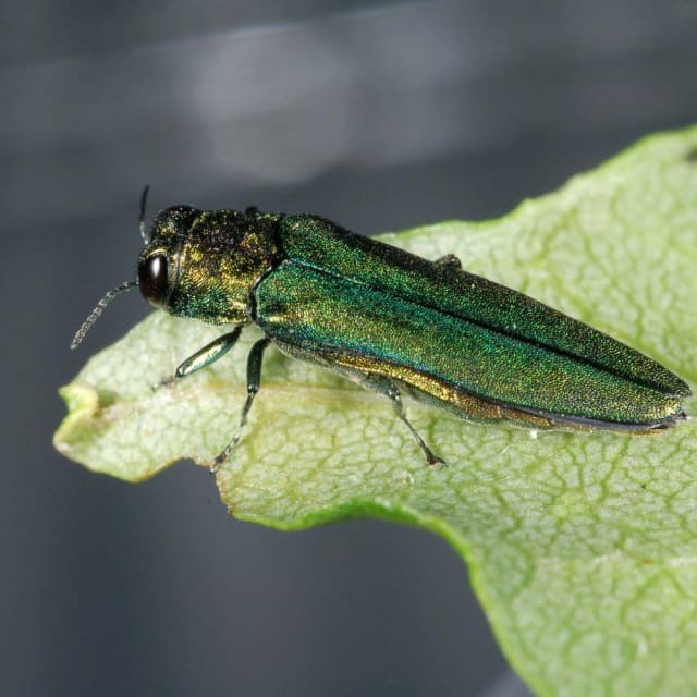 Emerald Ash Borer (Agrilus planipennis)