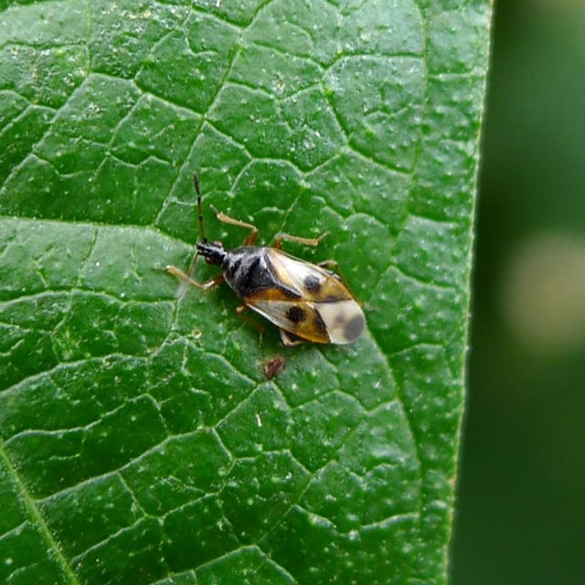 Common Flower Bug (Anthocoris nemorum)