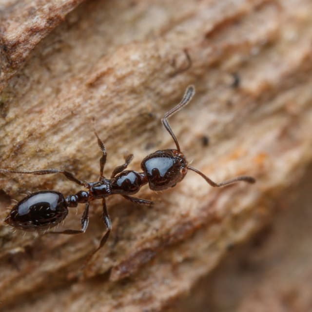 Little Black Ant (Monomorium minimum)