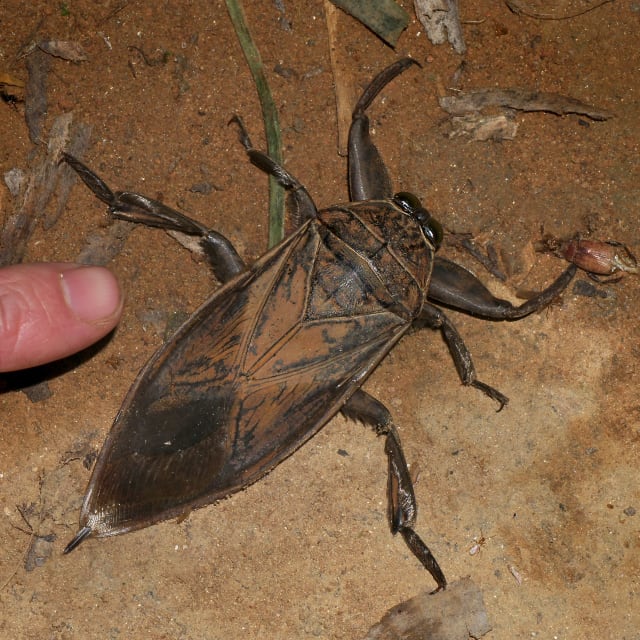 Water Bug (Belostomatidae)