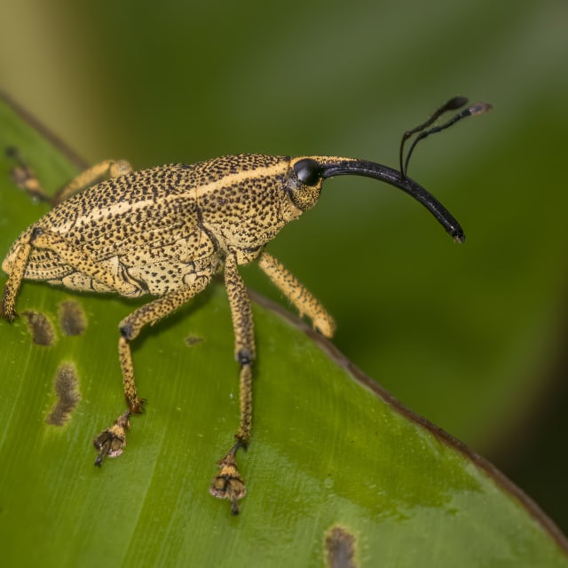 Weevil (Curculionoidea)