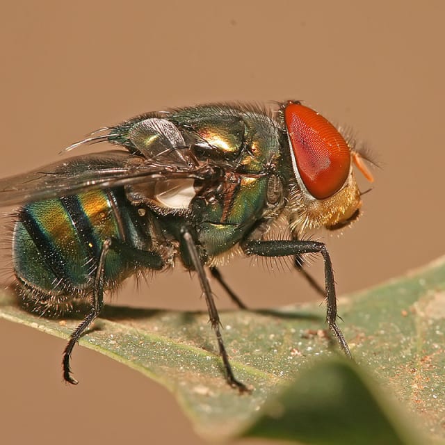 Blow Fly (Calliphoridae)